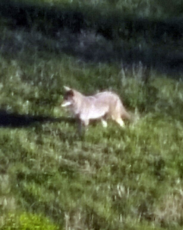 Coyote